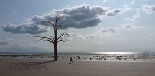 Residents keep up fight as tree sculpture saga goes on