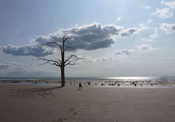 Residents keep up fight as tree sculpture saga goes on