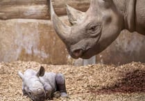 5,000 free tickets to celebrate zoo's baby rhino arrival