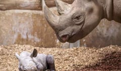 5,000 free tickets to celebrate zoo's baby rhino arrival