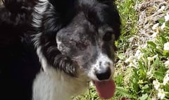 Search for missing dog continues