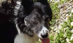 'Desperate' couple appeal for help to find beloved pet dog Charlie