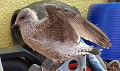 Seagull shootings raise concerns in village