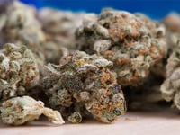 Arrests made after raids uncover £100,000 and over 50kg of drugs