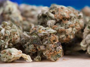 Arrests made after raids uncover £100,000 and over 50kg of drugs
