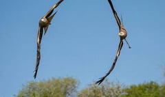 Photographer's unique snap of red kites