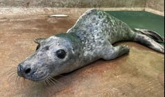Seal pup rescued from beach following dog attack