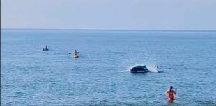 WATCH: Close encounter with dolphin in Aberystwyth