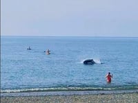 WATCH: Close encounter with dolphin in Aberystwyth