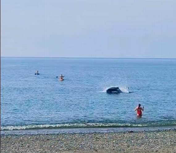 WATCH: Close encounter with dolphin in Aberystwyth
