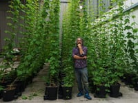 Businessman capitalises on craft beer boom with hydroponic hop farm