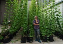 Businessman capitalises on craft beer boom with hydroponic hop farm