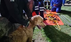 Rescue teams come to aid of dog stuck on cliff edge