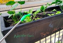 Council removes planters used by ‘guerilla gardeners’