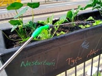 Council removes planters used by ‘guerilla gardeners’