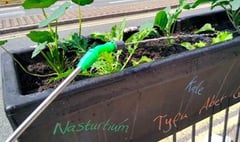 Council removes planters used by ‘guerilla gardeners’