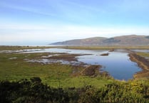 Bird flu confirmed in Ceredigion