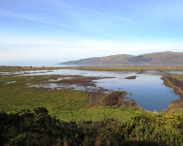 Bird flu confirmed in Ceredigion