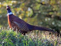 Pennal residents call for regulation to restrict pheasant shooting