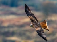Wind farm threat