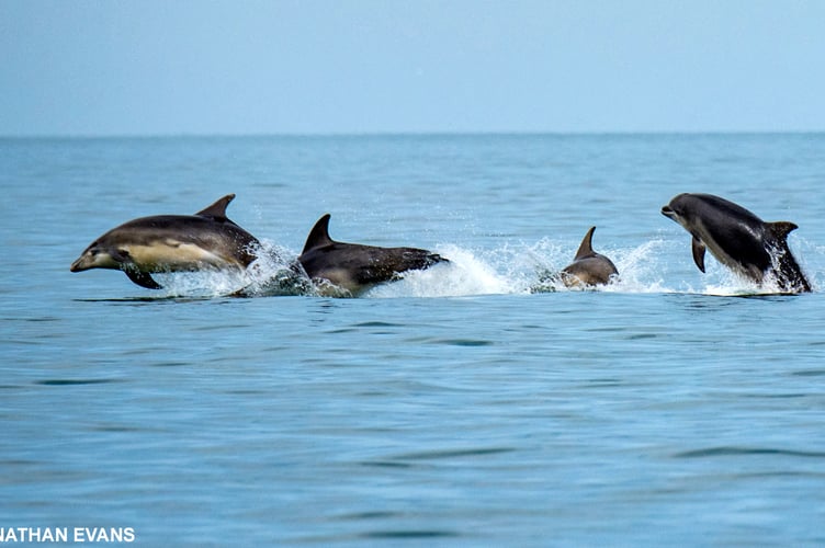 Dolphins in Cardigan Bay