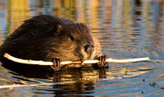 Farming union raises concerns over Dyfi beaver plans