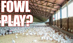 Is it time to call a halt on intensive poultry farms?