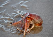 Octopuses washed up on Ceredigion beach in the wake of Storm Franklin