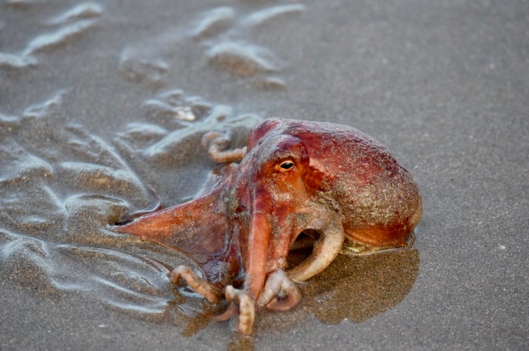 Picture of the octopus on New Quay beach, posted by Francesca Fitzpatrick on Twitter