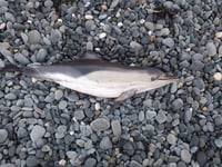 Stranded dolphins found on Welsh beaches after series of storms 