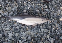 Stranded dolphins found on Welsh beaches after series of storms 
