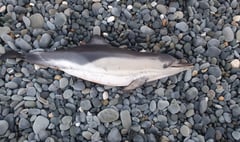 Stranded dolphins found on Welsh beaches after series of storms 