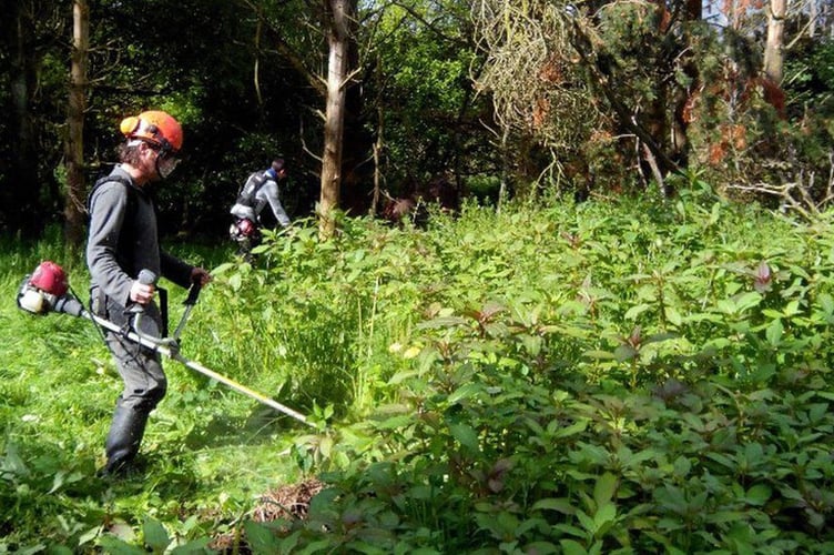 Himalayan Balsam is now widespread across much of Britain