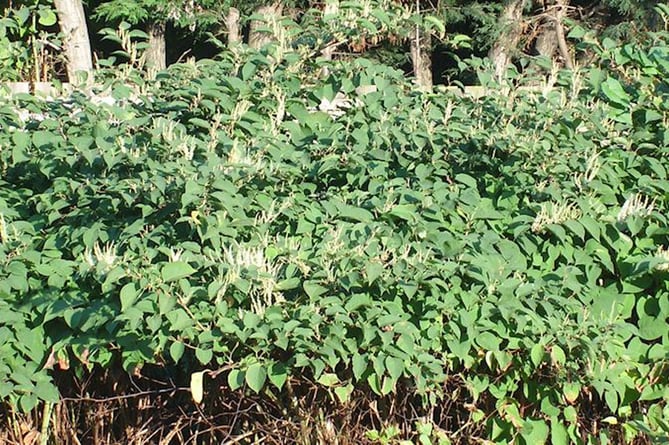 Japanese Knotweed can grow up to 10 feet in height