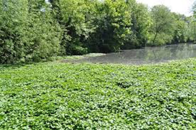 Floating pennywort is difficult to control due to its rapid growth rates 