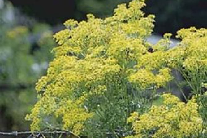 Ragwort is toxic to horses, cattle and sheep,