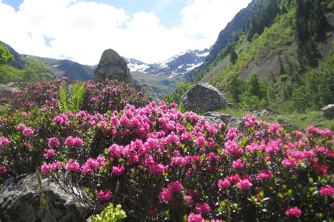 Rhododendros has spread to occupy over two thousand hectares in Snowdonia alone.