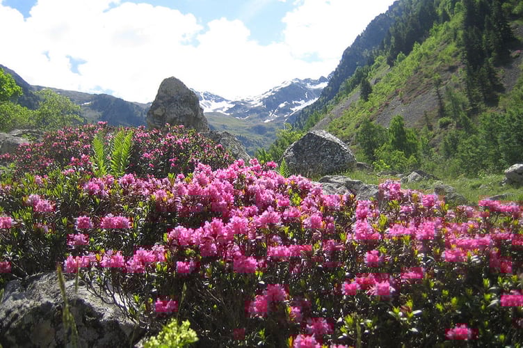 Rhododendros has spread to occupy over two thousand hectares in Snowdonia alone.