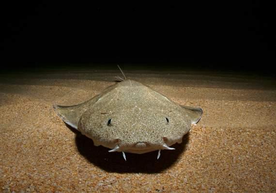 Angel shark
