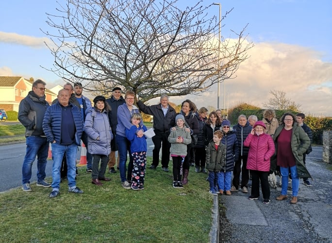 Cheery tree waunfawr
