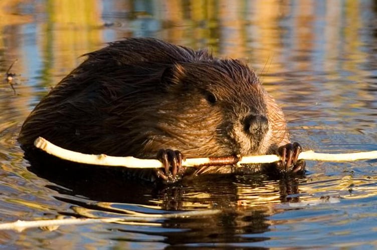 Beaver