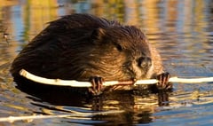 NFU is wrong to oppose beavers
