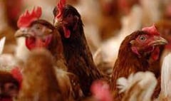 NFU Cymru is wrong about poultry farms