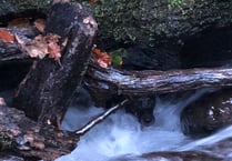 Dog rescued from ravine