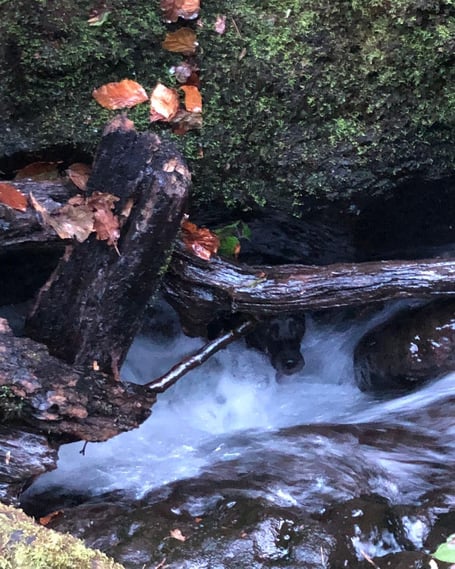 The dog was underneath a branch