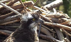Osprey project welcomes female back for 19th year running