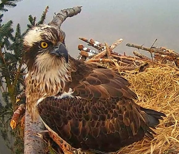 Osprey