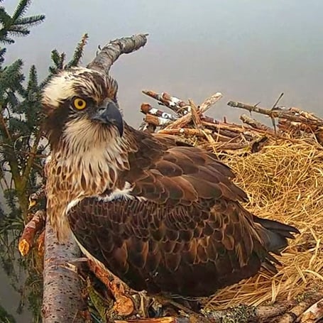 Osprey