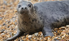 Campaign urges people to be responsible around coastal wildlife
