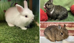 RSPCA issues Easter warning over abandoned rabbits